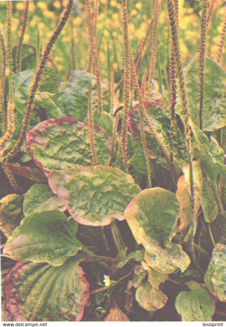 Green Pharmacy, Plantago Major L., 1981 - Medicinal Plants