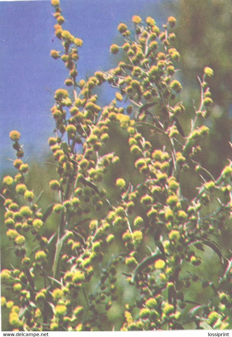 Green Pharmacy, Artemisia Absinthium L., 1981 - Medicinal Plants