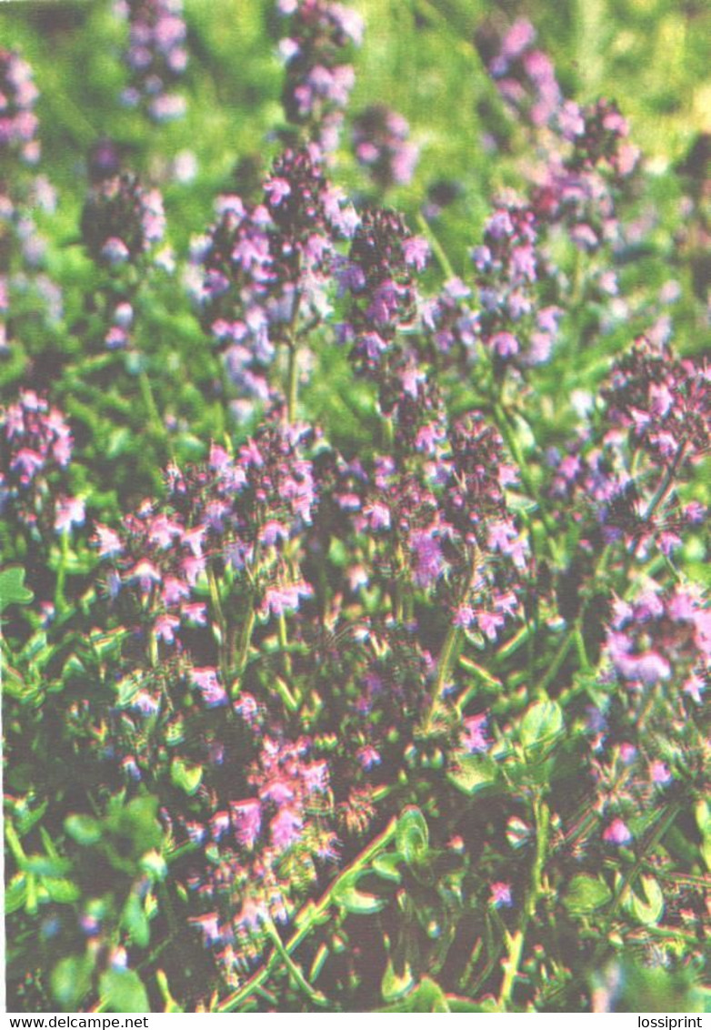 Green Pharmacy, Thymus Serpyllum L.S., 1981 - Medicinal Plants