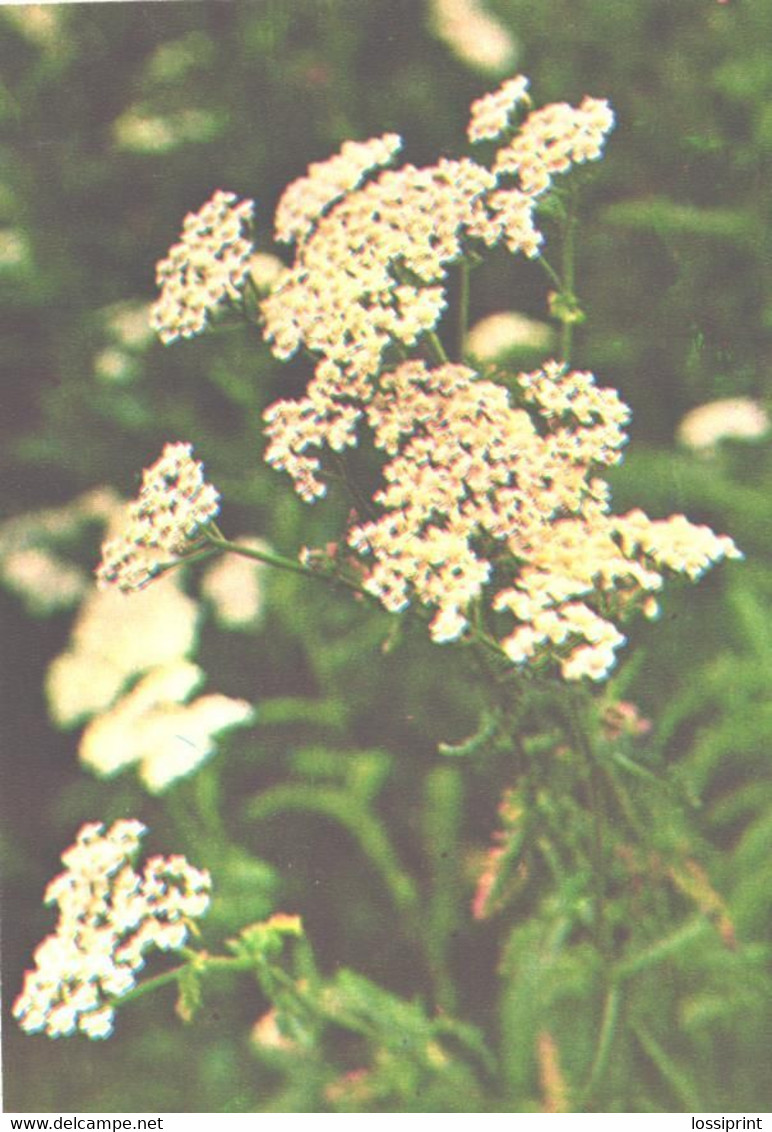 Green Pharmacy, Achillea Millefolium L., 1981 - Medicinal Plants