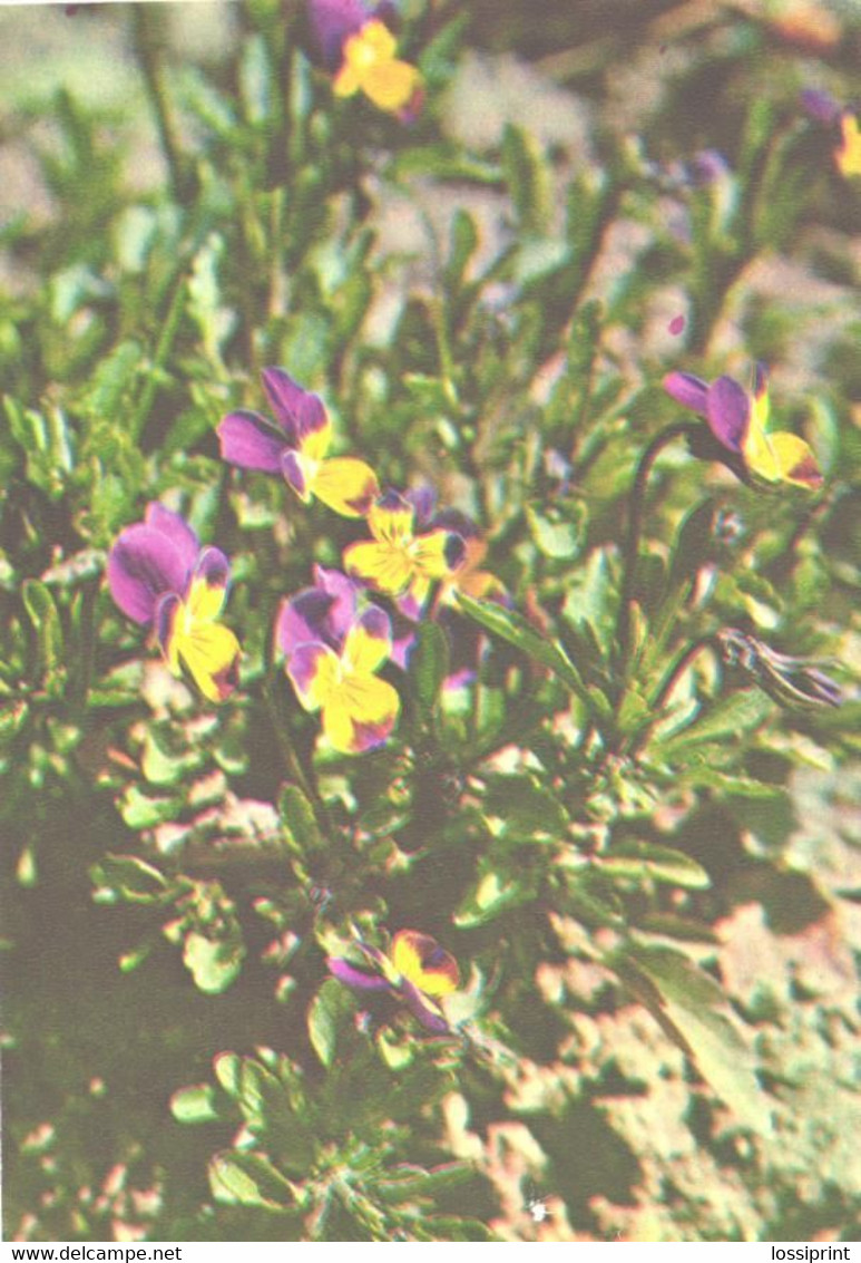 Green Pharmacy, Viola Tricolor L., 1981 - Geneeskrachtige Planten