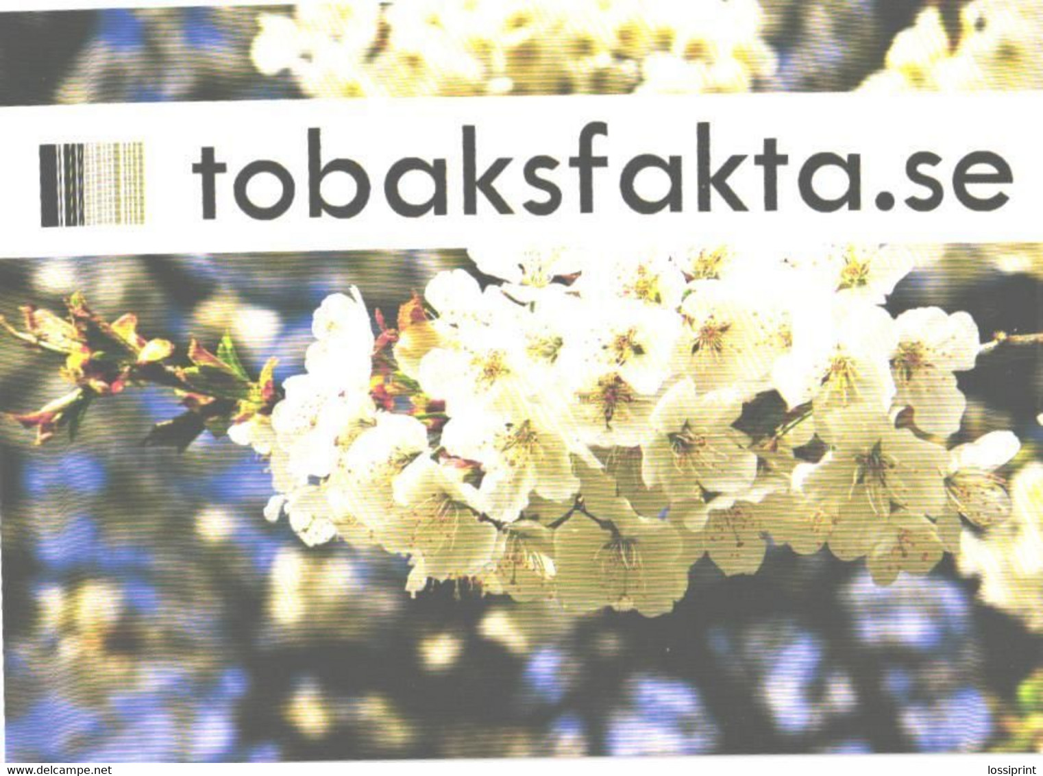 Flower, Swedish Tobacco Blooming - Tabak