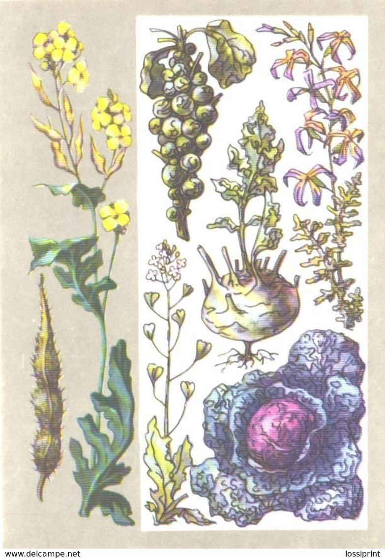 Flowers, Z.Votontsova:Crucial Plants, 1976 - Medicinal Plants