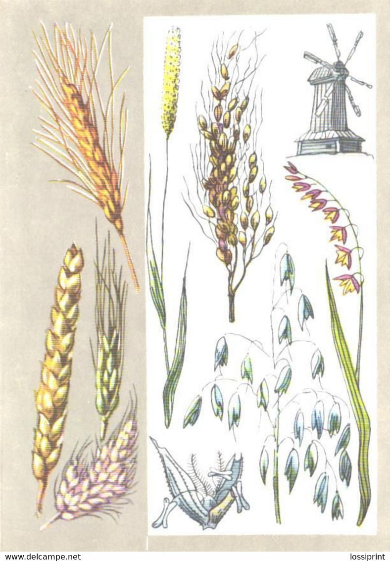 Flowers, Z.Votontsova:Important Plants, 1976 - Medicinal Plants