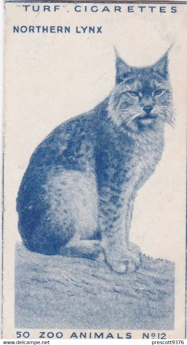 Zoo Animals 1954 - 12 Northern Lynx -  Carreras (Turf) Cigarette Card - Original -Antique - Phillips / BDV
