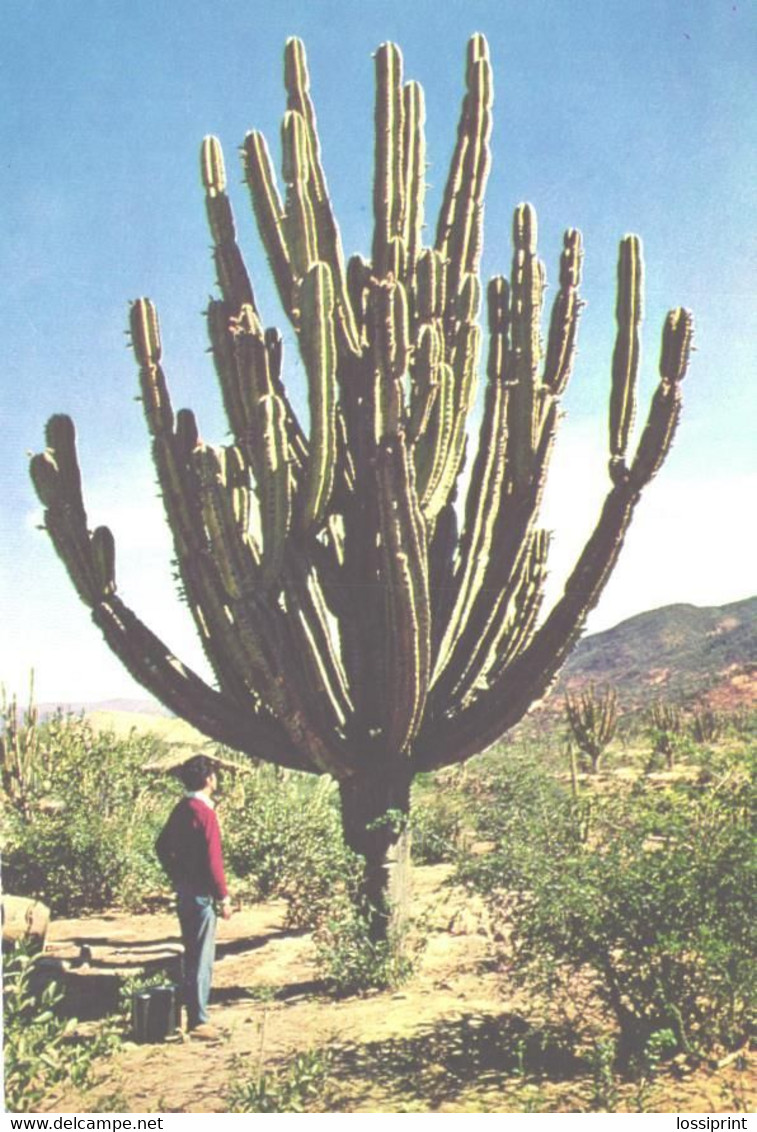 Gigant Cactus - Cactus