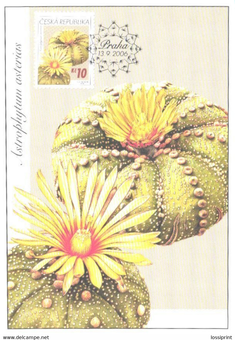 Cactus, Czech:Maxi Card, Astrophytum Asterias, 2006 - Cactusses