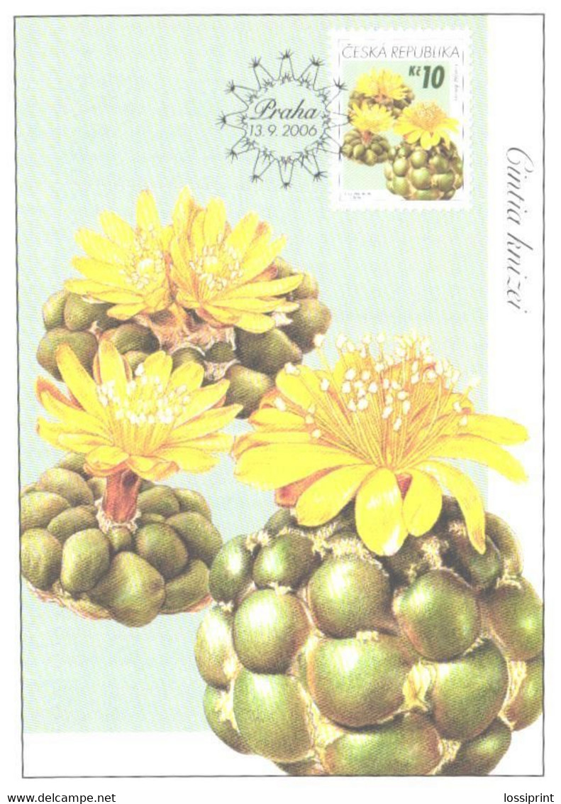 Cactus, Czech:Maxi Card, Cintia Knizei, 2006 - Cactusses
