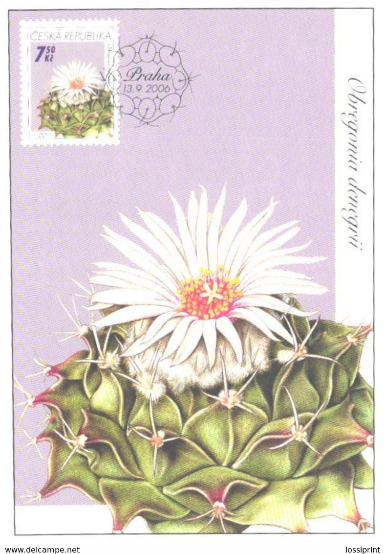 Cactus, Czech:Maxi Card, Obregonia Denegrii, 2006 - Cactus