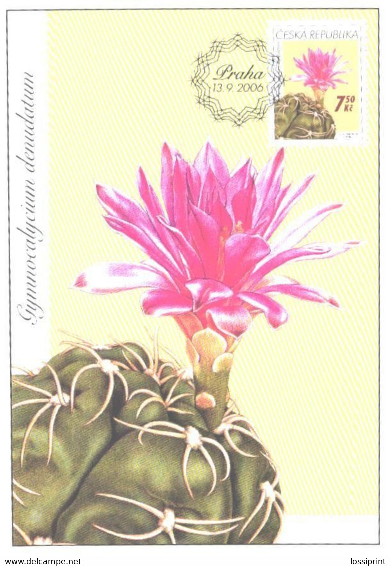 Cactus, Czech:Maxi Card, Gymnocalycium Denudatum, 2006 - Cactusses