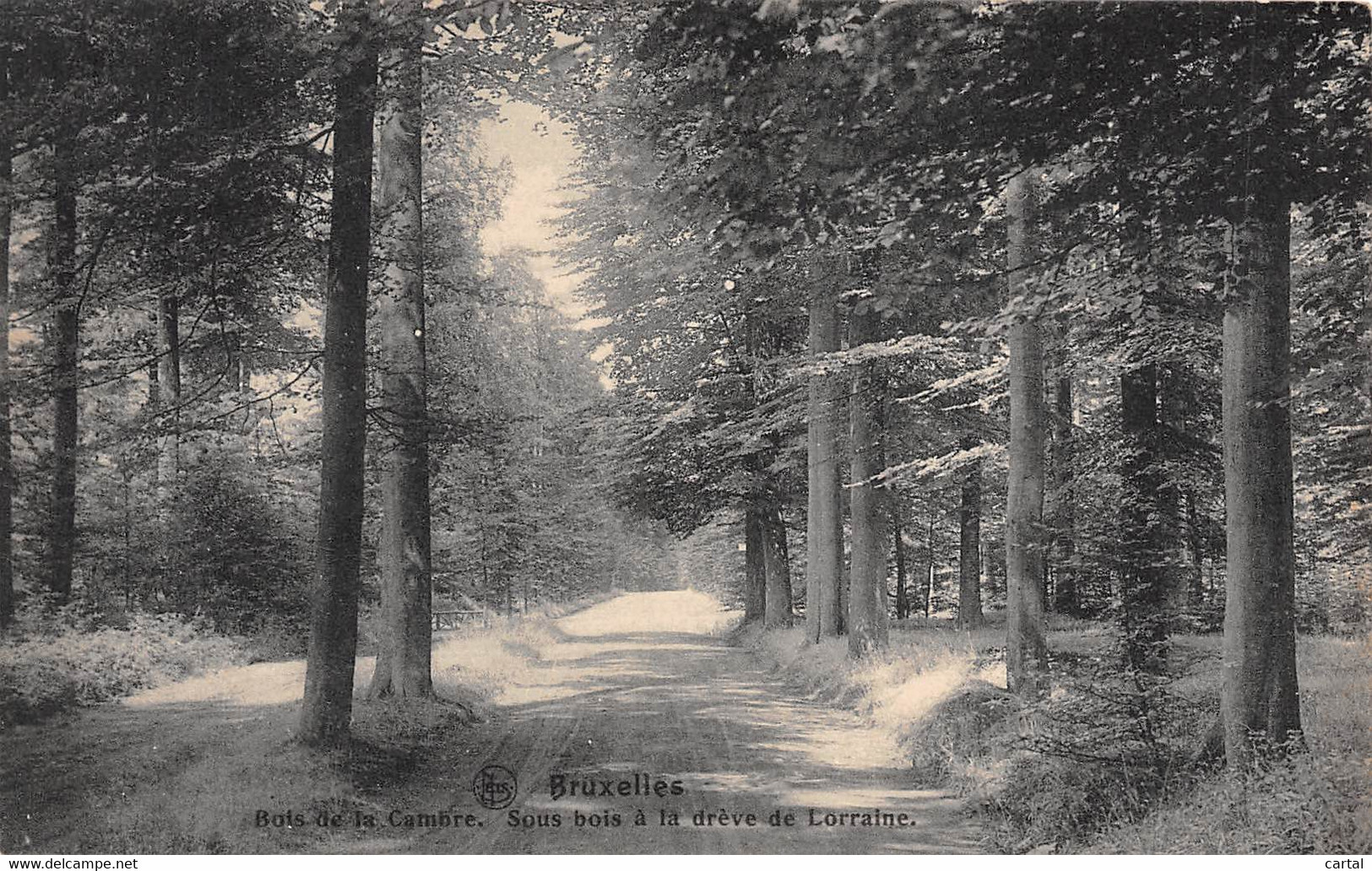 BRUXELLES - Bois De La Cambre.  Sous Bois à La Drève De Lorraine. - Forêts, Parcs, Jardins