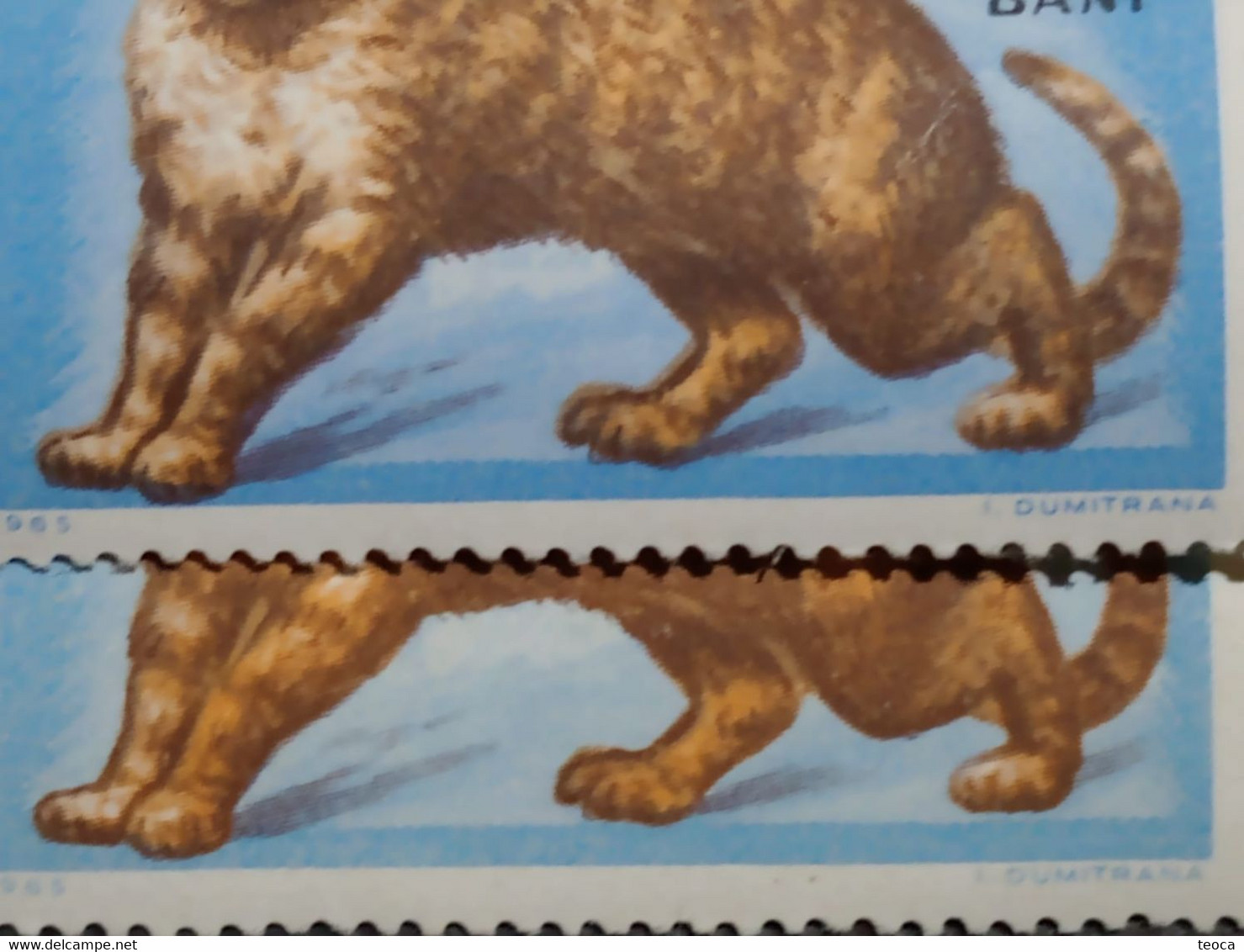 Stamps Errors Romania 1965 # Mi 2388 Printed With DIFFERENT COLOR  Misplaced Cat In Image Unused - Abarten Und Kuriositäten