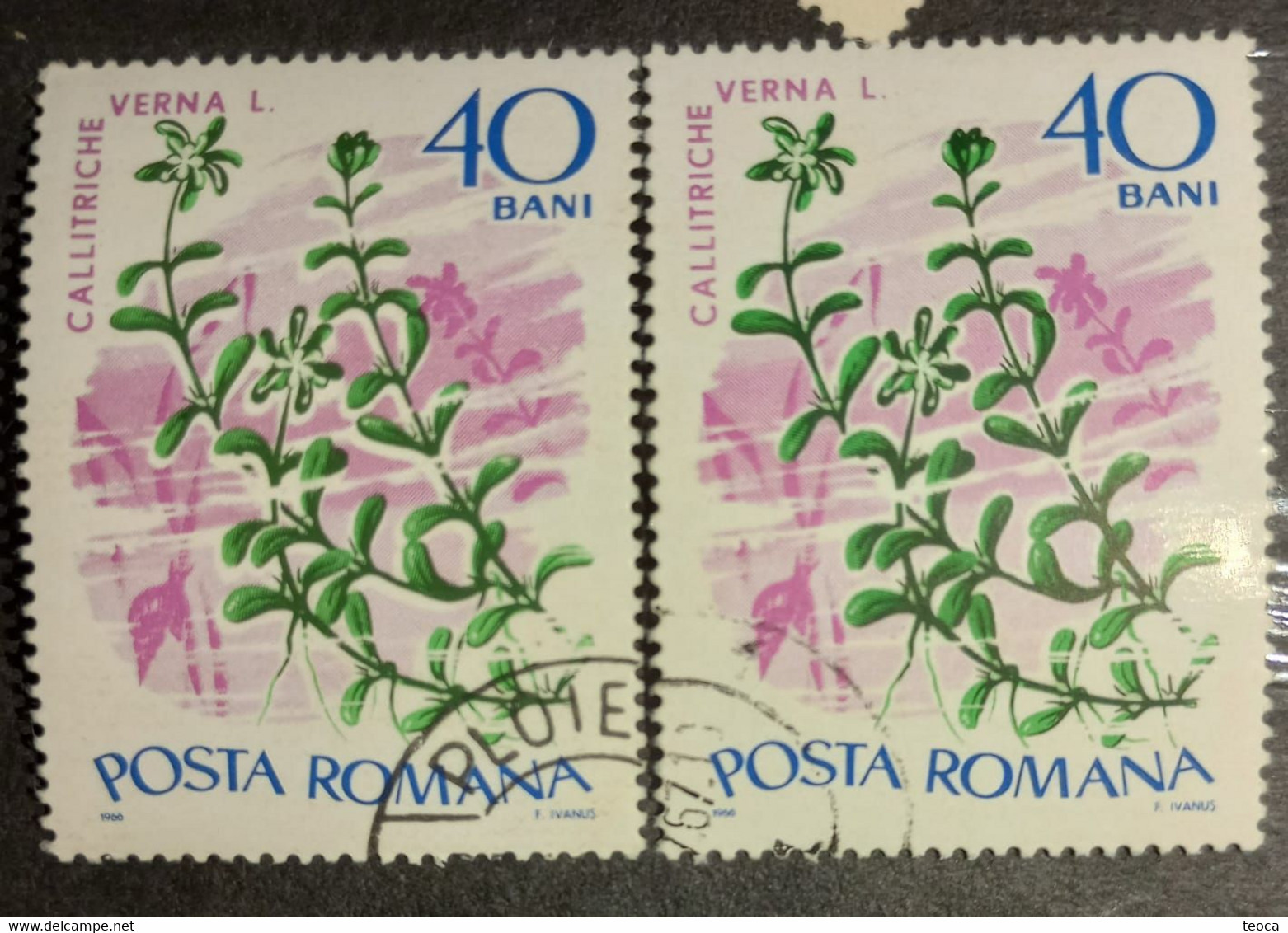 Stamps Errors Romania 1966 # Mi 2528 Printed With Misplaced Plants Flower Image Used - Variétés Et Curiosités