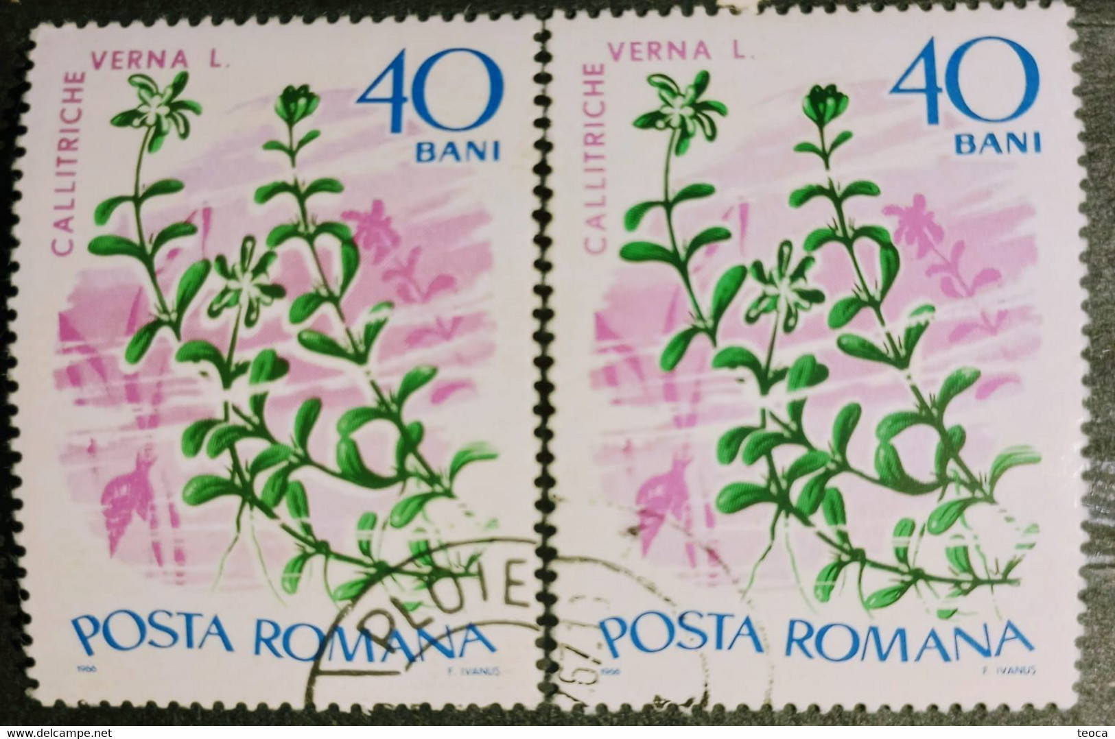 Stamps Errors Romania 1966 # Mi 2528 Printed With Misplaced Plants Flower Image Used - Plaatfouten En Curiosa