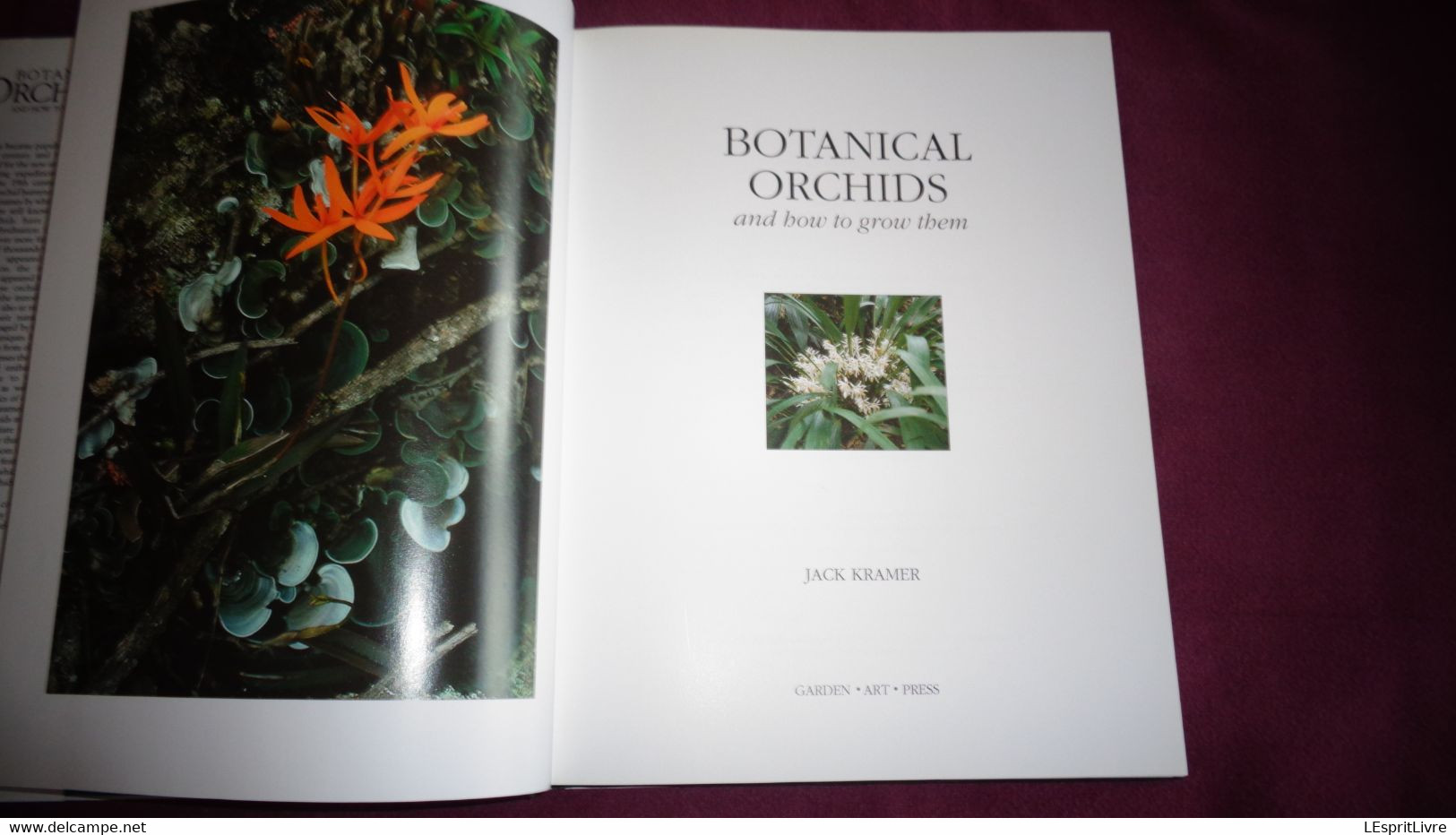 BOTANICAL ORCHIDS And How To Grow Them Botanique Plantes Fleur Orchidées Flowers Index Classification Societies Orchidea - Other & Unclassified