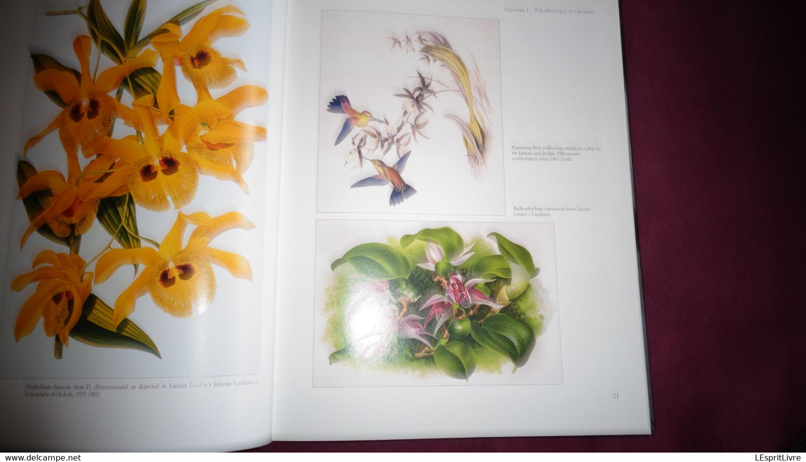 BOTANICAL ORCHIDS And How To Grow Them Botanique Plantes Fleur Orchidées Flowers Index Classification Societies Orchidea