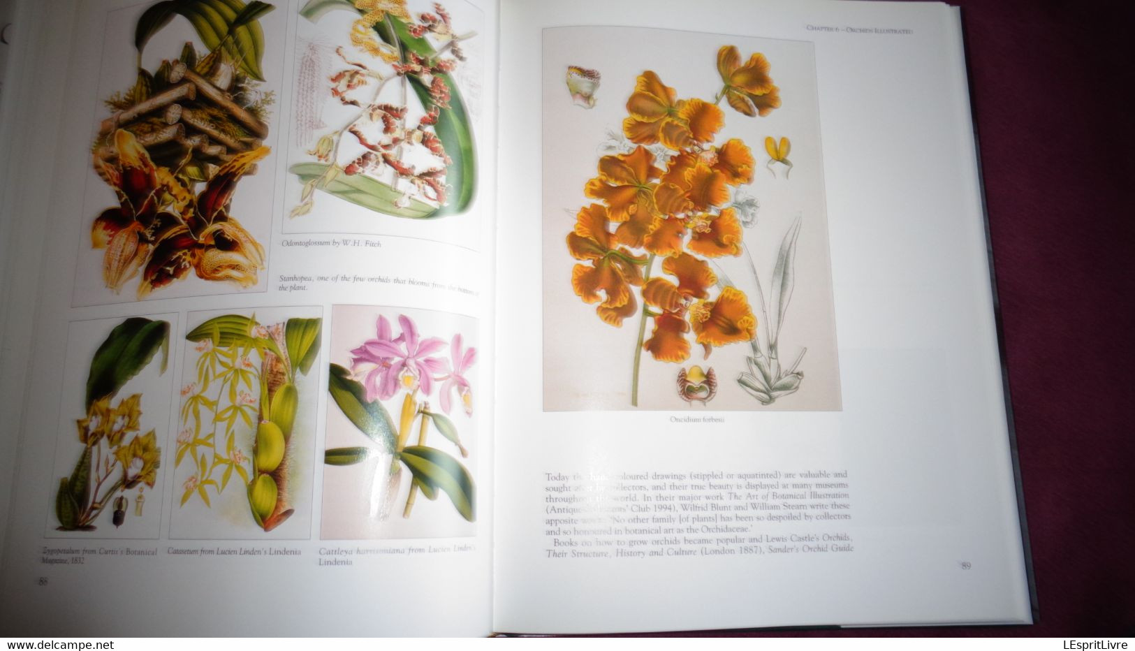 BOTANICAL ORCHIDS And How To Grow Them Botanique Plantes Fleur Orchidées Flowers Index Classification Societies Orchidea