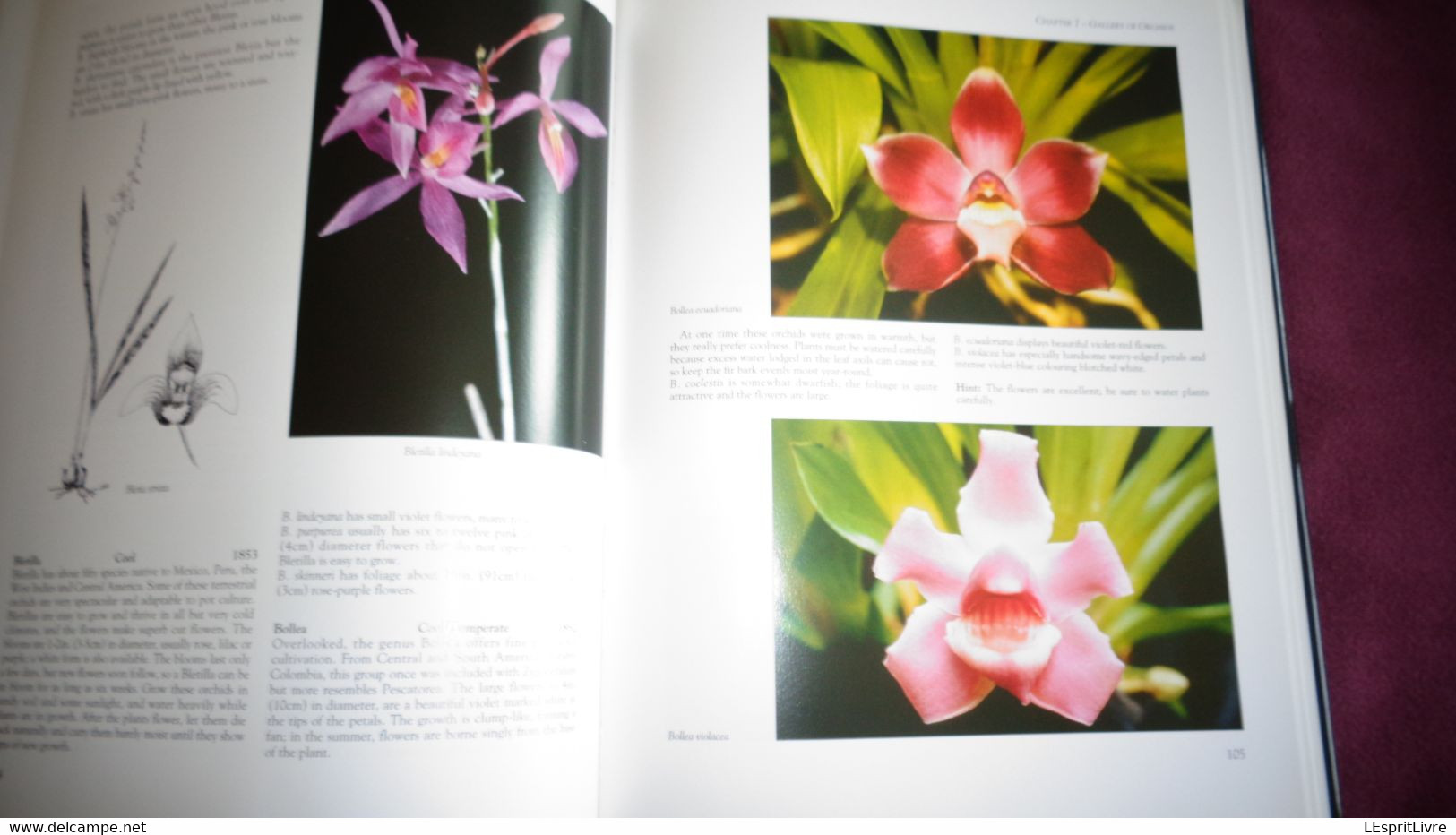 BOTANICAL ORCHIDS And How To Grow Them Botanique Plantes Fleur Orchidées Flowers Index Classification Societies Orchidea