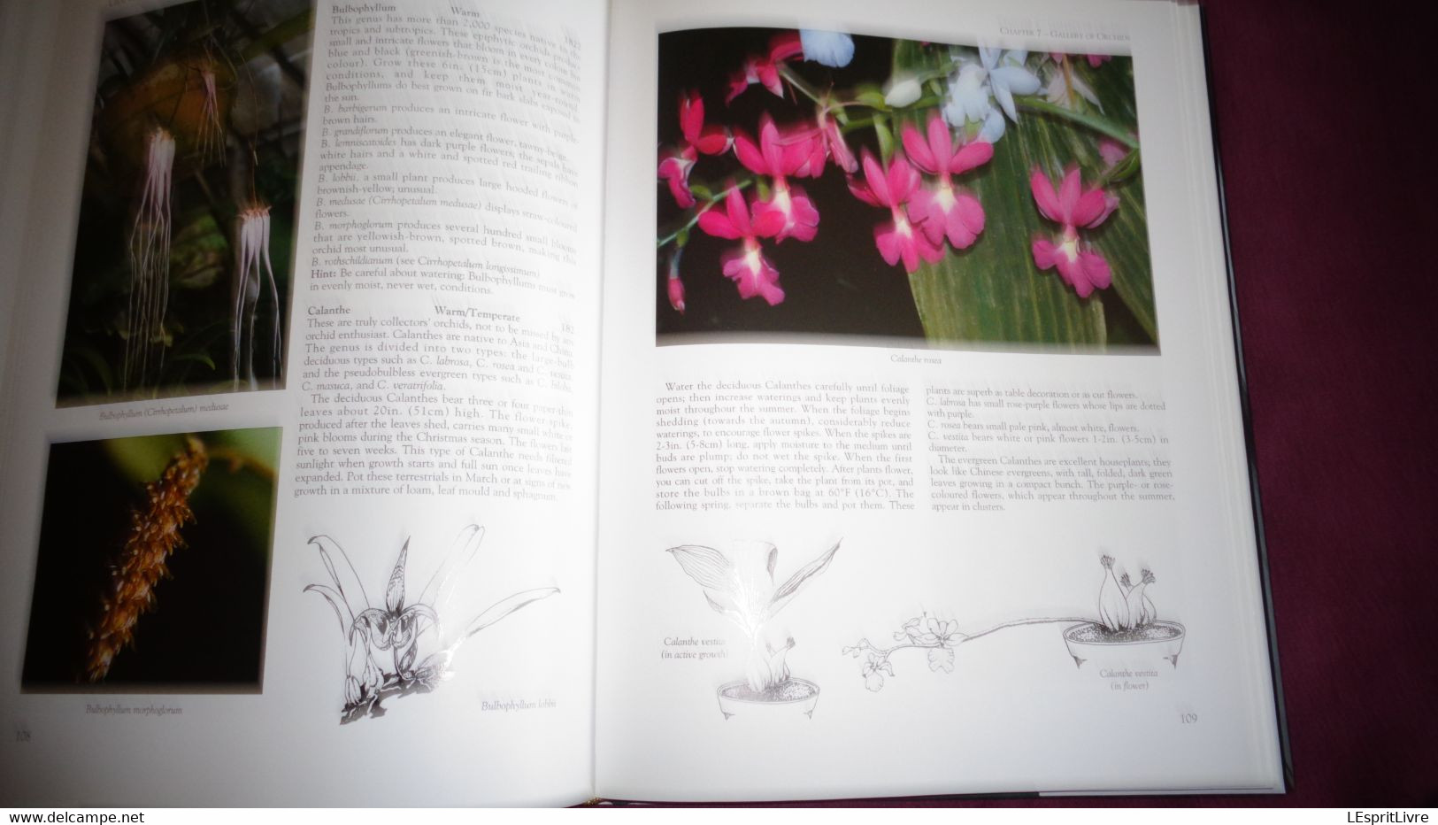 BOTANICAL ORCHIDS And How To Grow Them Botanique Plantes Fleur Orchidées Flowers Index Classification Societies Orchidea