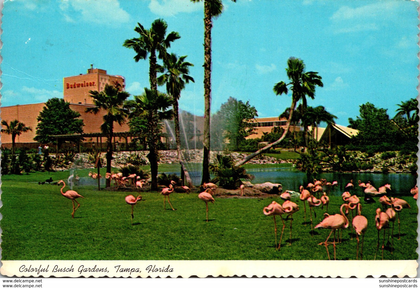 Florida Tampa Busch Gardens Colorful Flamingos 1977 - Tampa