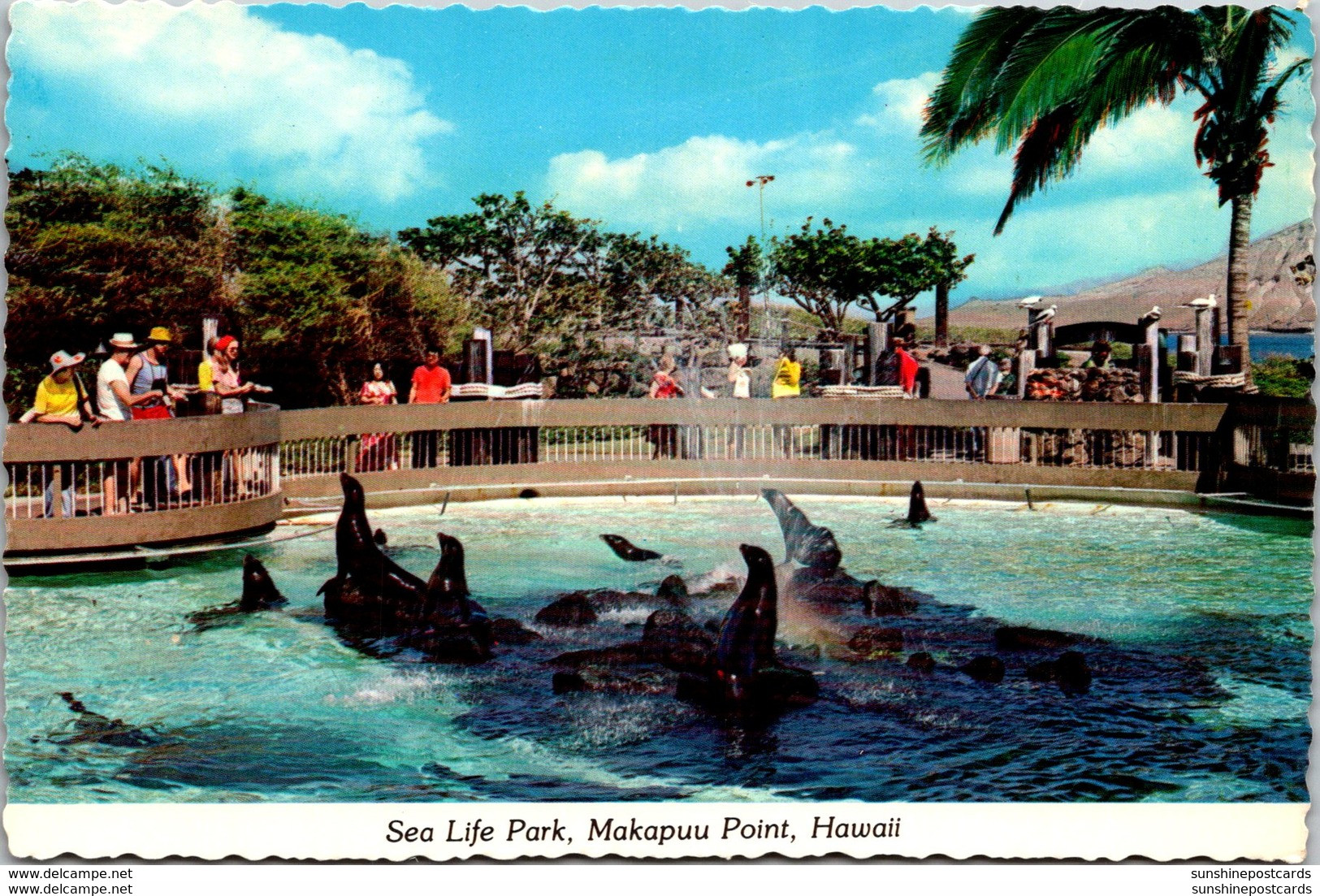 Hawaii Oahu Makapuu Point Sea Life Park Feeding The Seals - Oahu