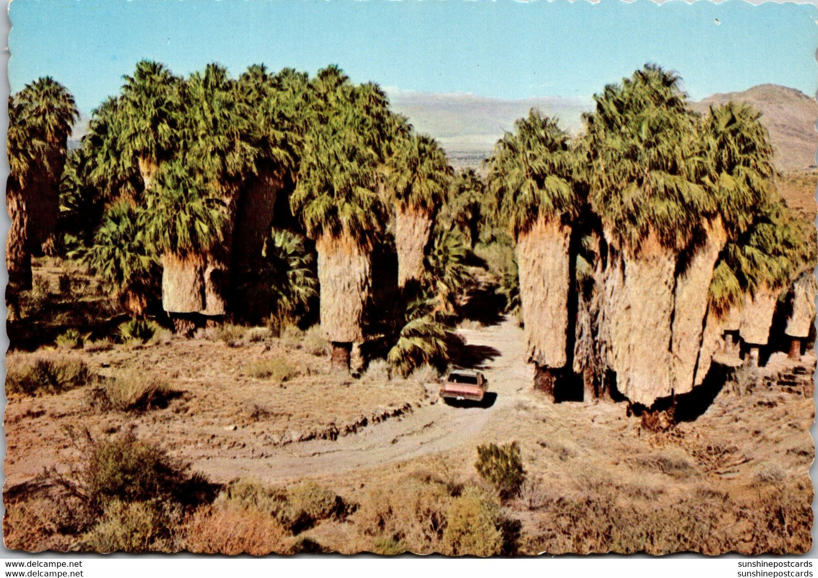 California Palm Springs Washingtonia Palms In Andreas Canyon - Palm Springs