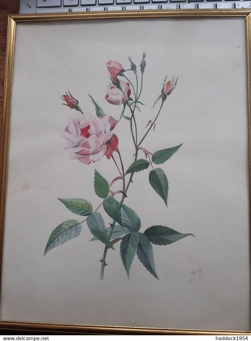 Variété De ROSE F.R. - Tempere