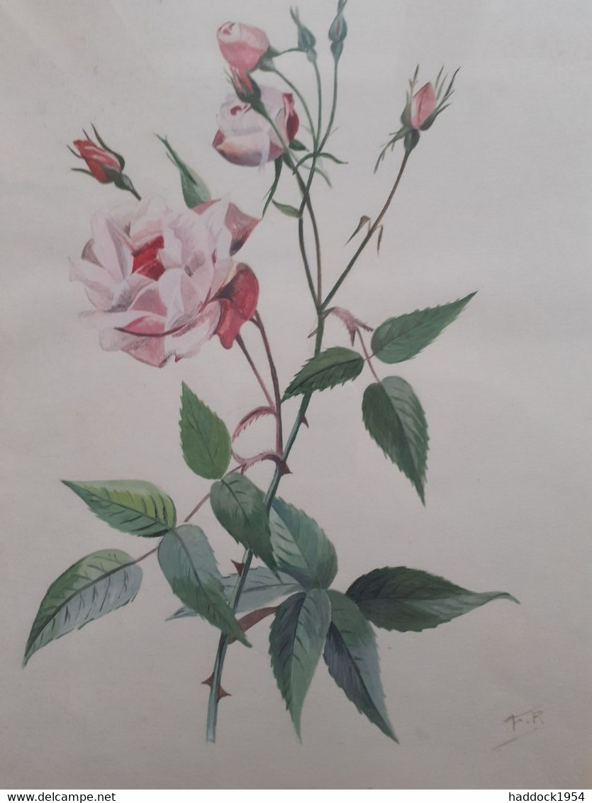 Variété De ROSE F.R. - Radierungen