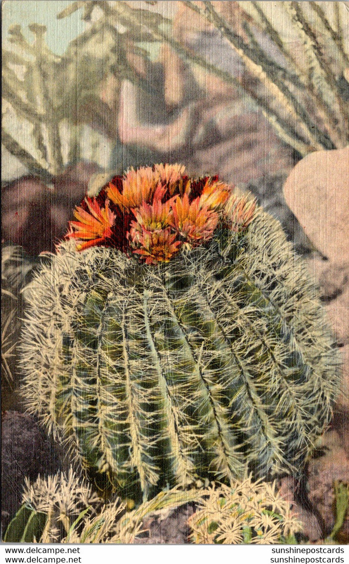 Barrel Cactus In Bloom Curteich - Cactus