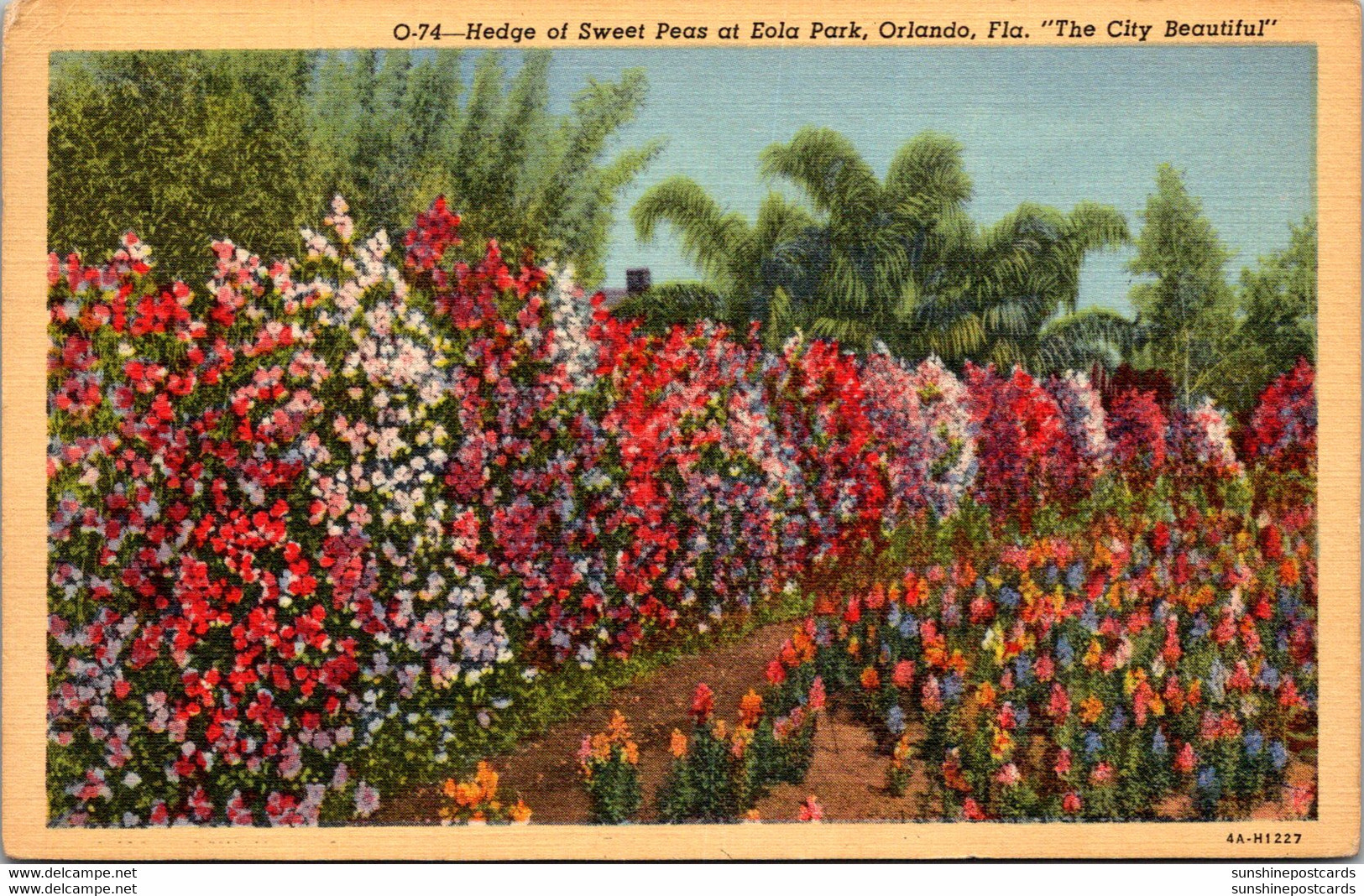 Florida Orlando Hedge Of Sweet Peas At Eola Park 1949 Curteich - Orlando