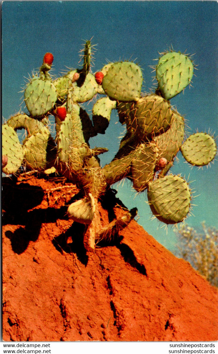 Prickly Pear Cactus With Fruit - Cactusses