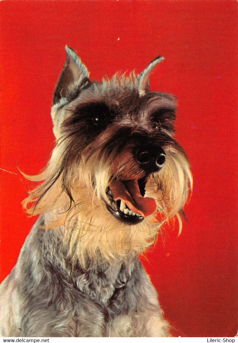 CHIEN // DOG // HUND  """Schnauzer""" GF 1977 Timbre Belge ♥♥♥ - Chiens