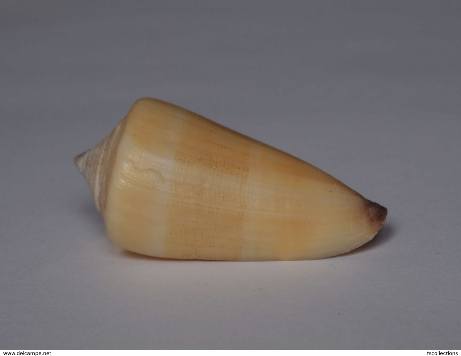 Conus Furvus - Coquillages