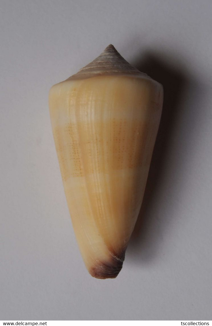 Conus Furvus - Coquillages