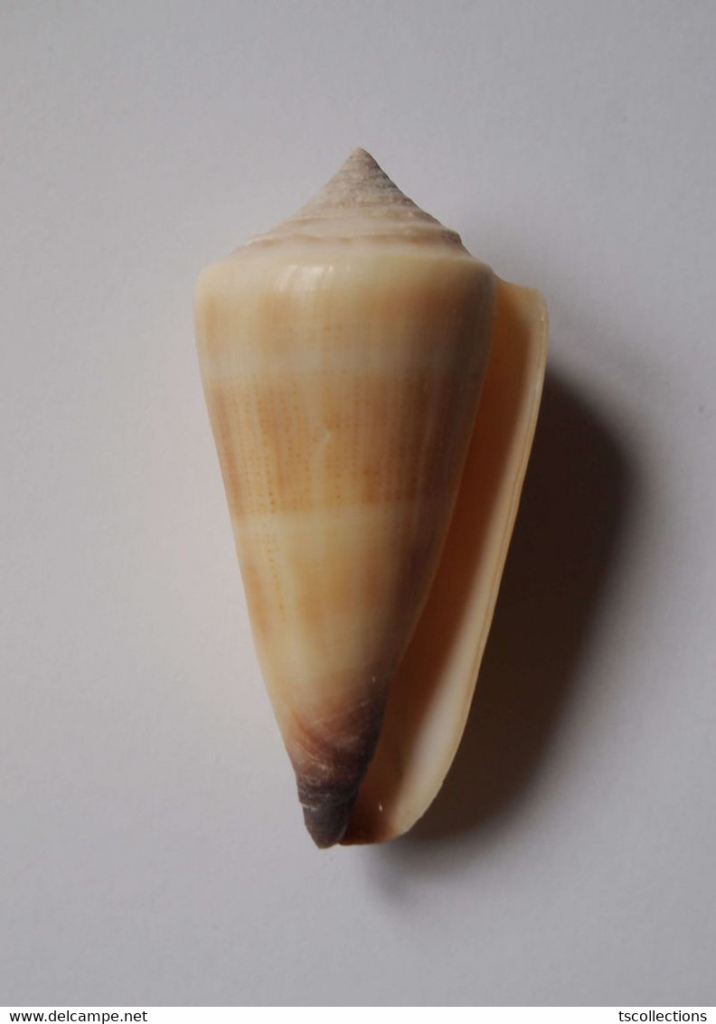 Conus Furvus - Coquillages