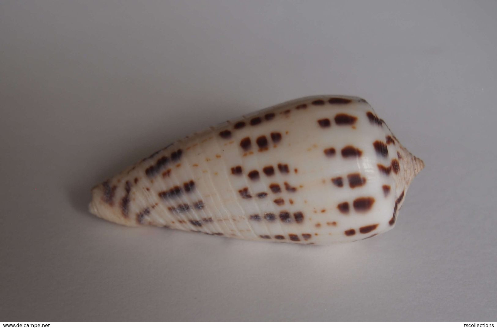 Conus Zapatosensis (géant) - Coquillages