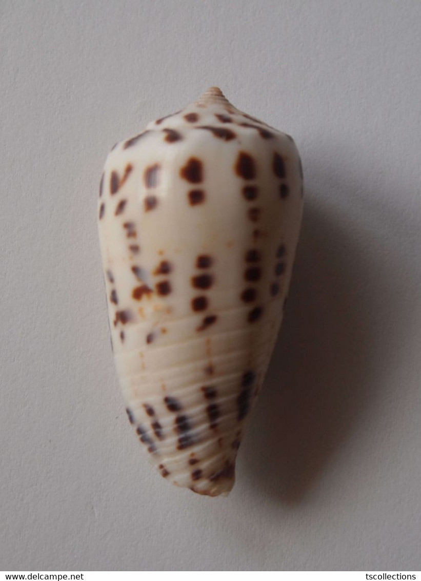 Conus Zapatosensis (géant) - Coquillages