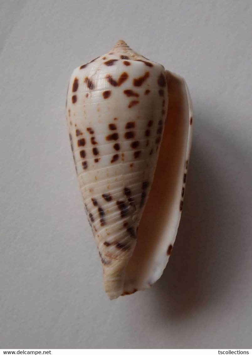 Conus Zapatosensis (géant) - Coquillages