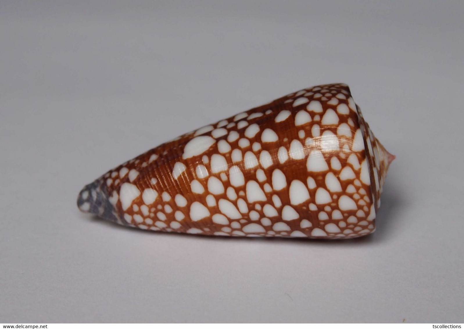 Conus Gisellelieae - Coquillages