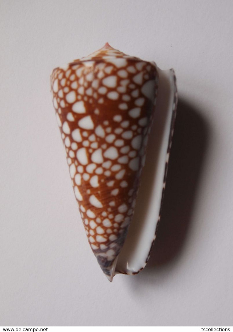 Conus Gisellelieae - Coquillages