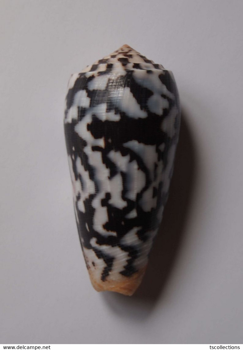 Conus Striatus Roseoccidentalis - Coquillages