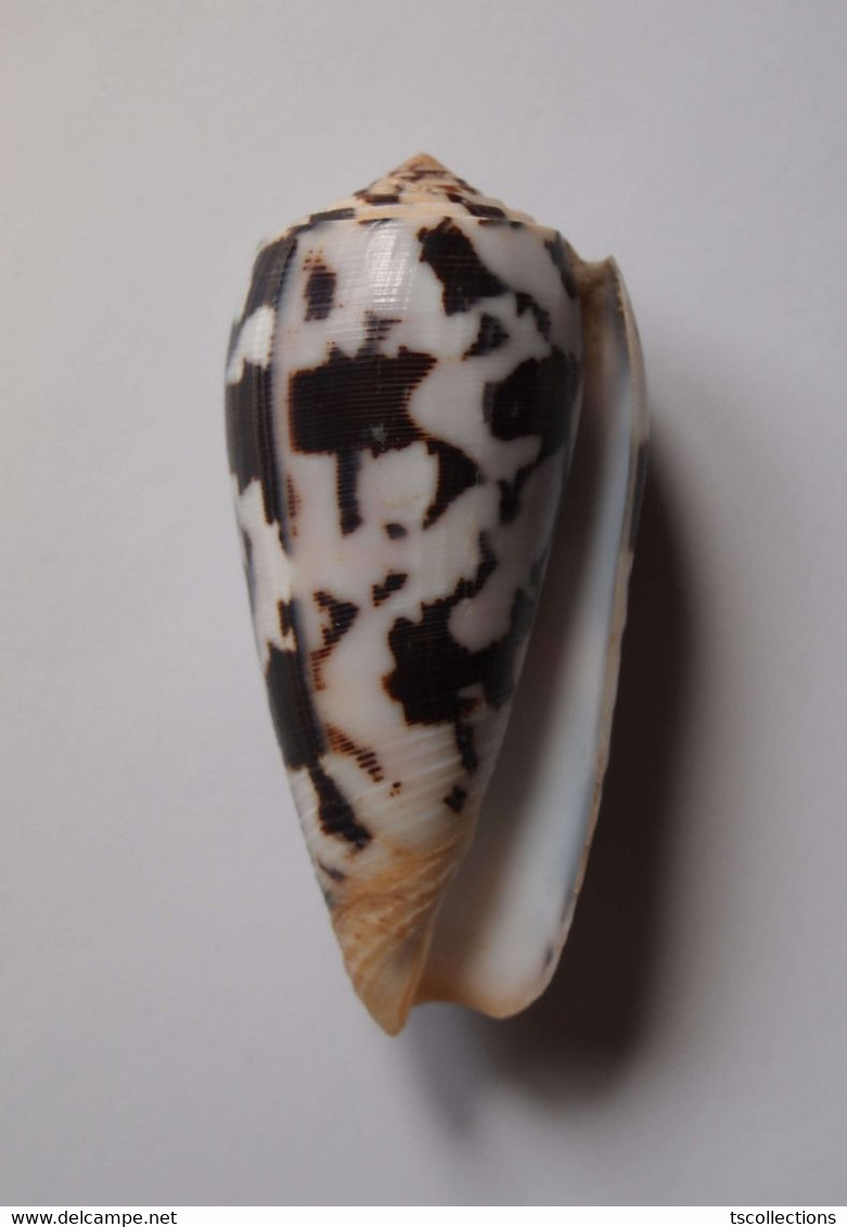 Conus Striatus Roseoccidentalis - Coquillages