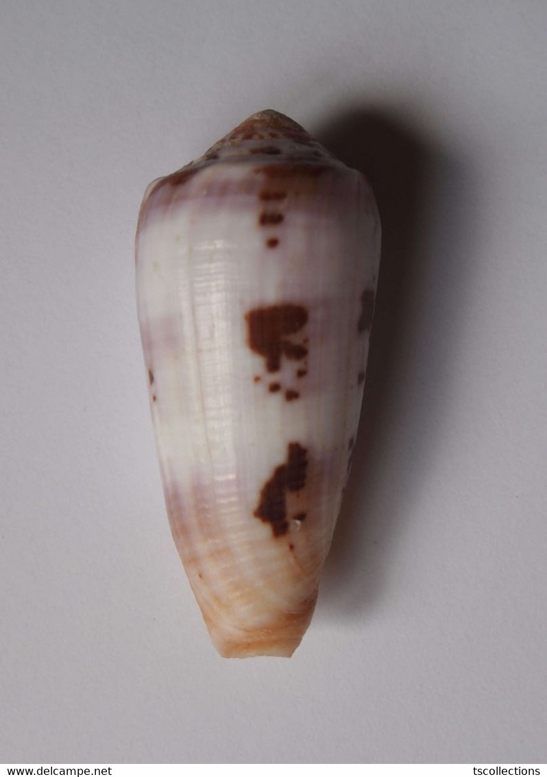 Conus Circumcisus - Coquillages