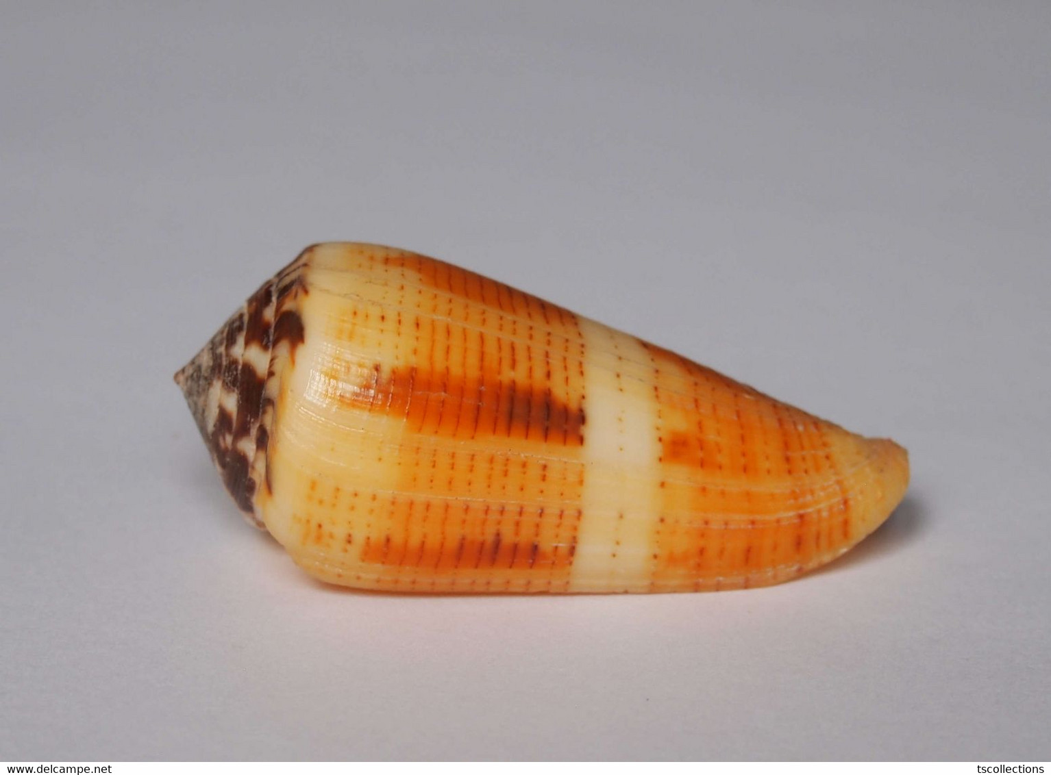 Conus Magus Circae - Coquillages