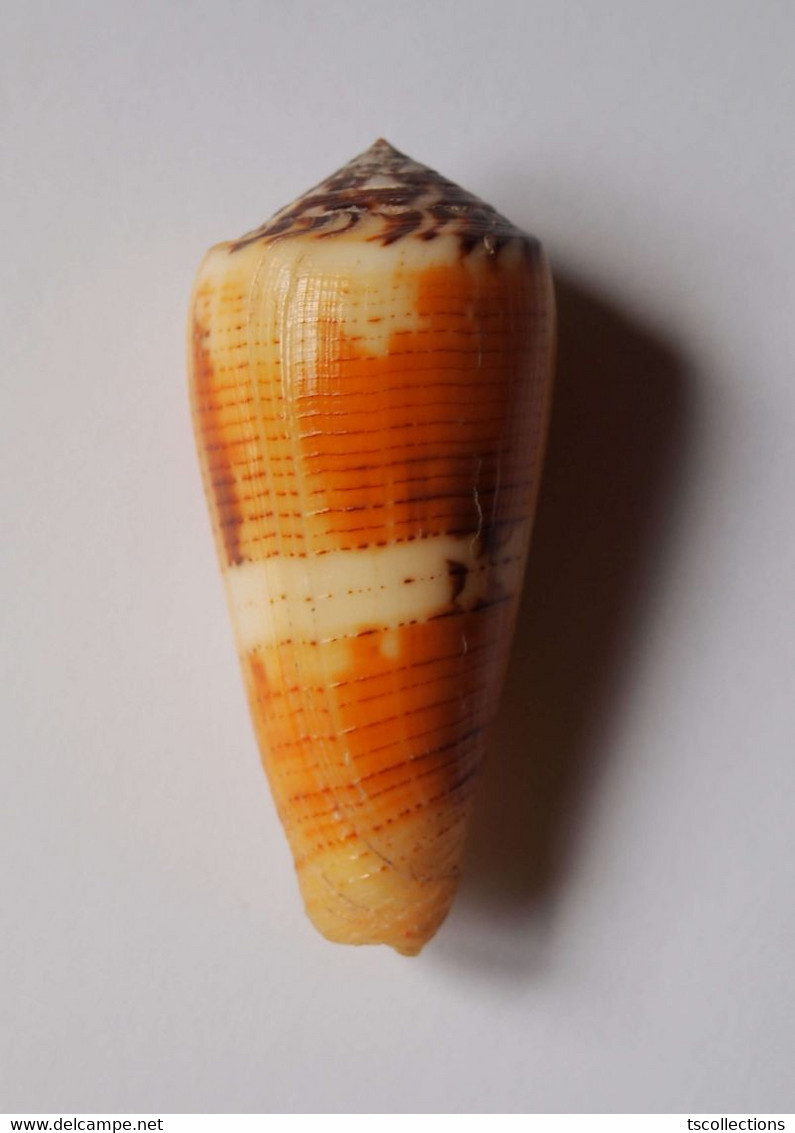 Conus Magus Circae - Coquillages