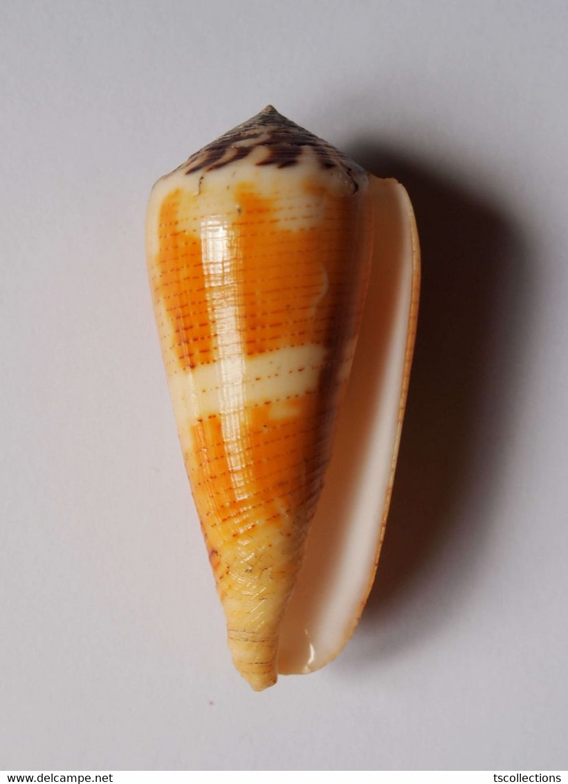 Conus Magus Circae - Coquillages