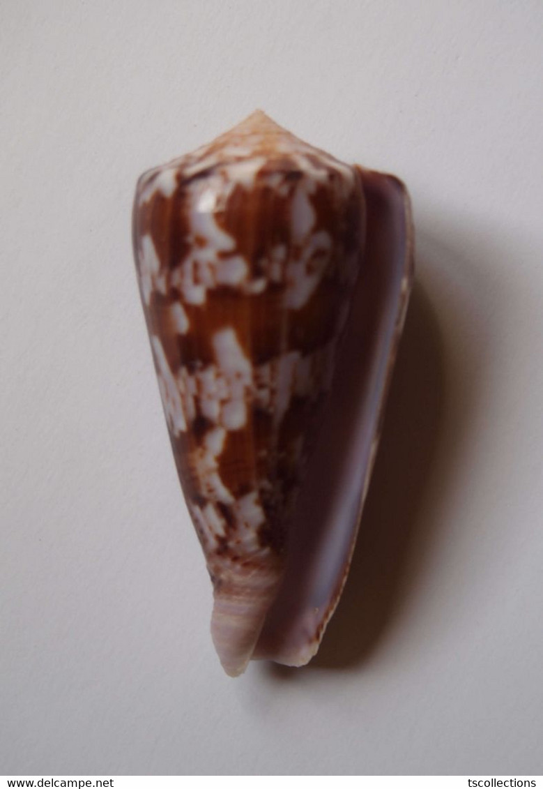 Conus Kinoshitai Tamikoae - Coquillages