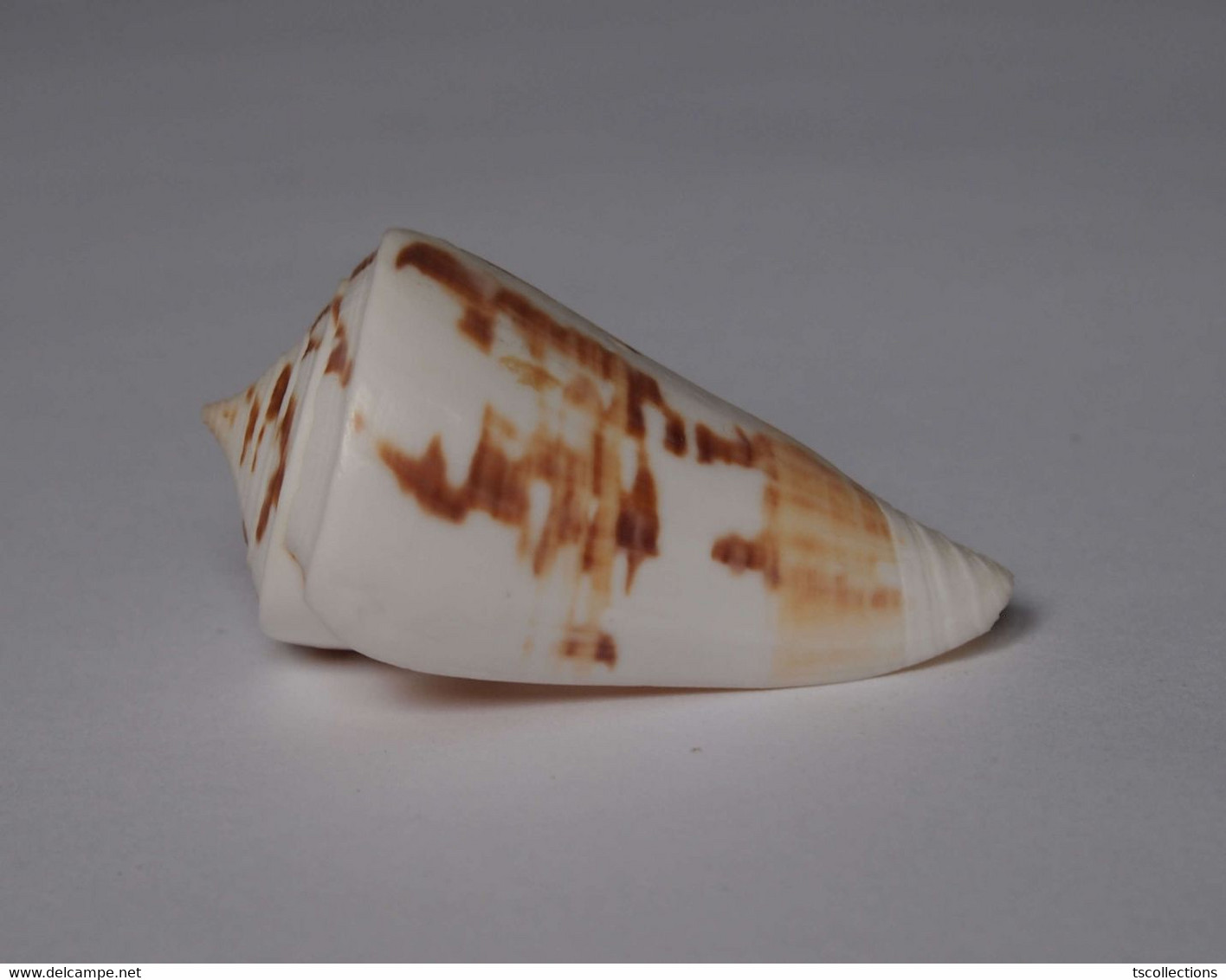 Conus Malacanus - Coquillages