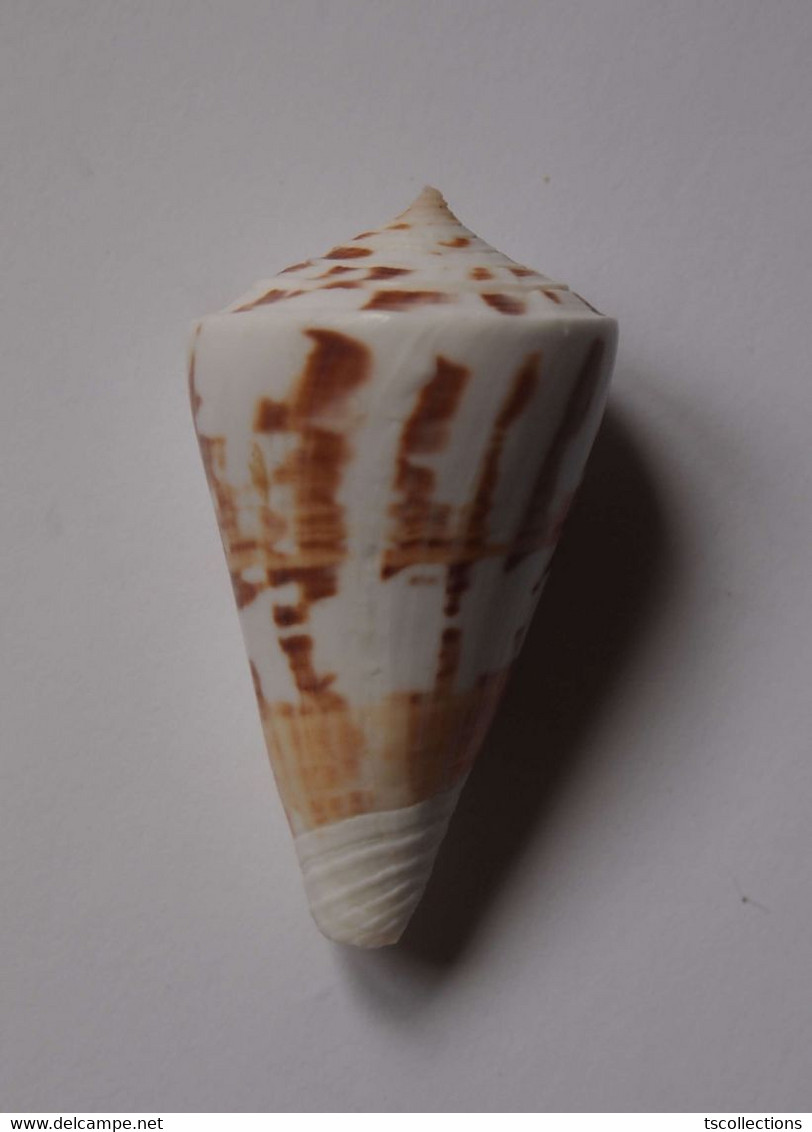 Conus Malacanus - Coquillages