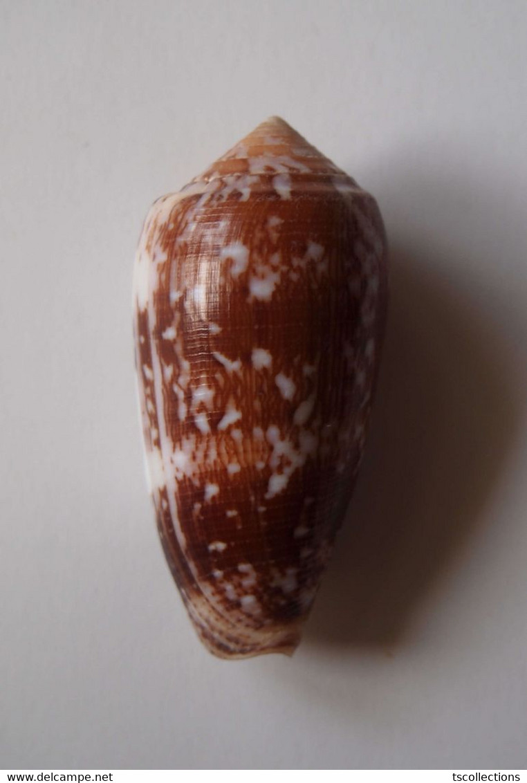 Conus Floccatus - Coquillages